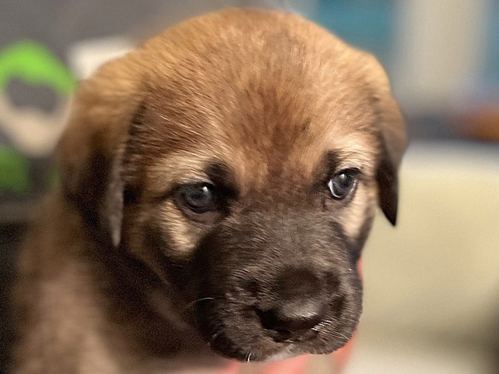 chinook puppy
